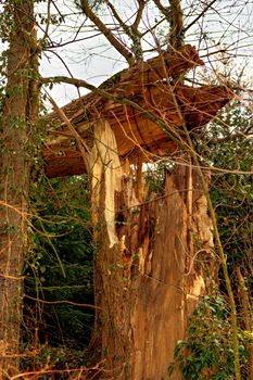 big old tree broken by the wind during a storm