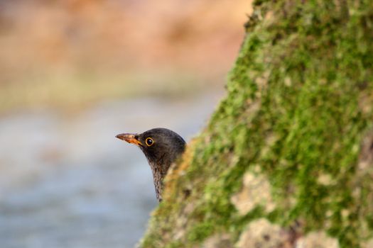 female thrush hiding behind a big tree