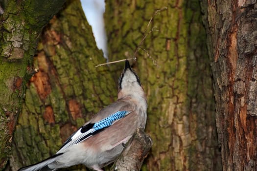 jay female with nesting material in its beak