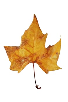 dry leaf in autumn tree trimmed and isolated on a white background