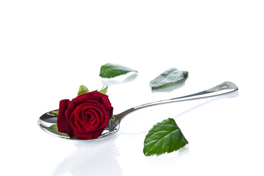 Rose lying in a spoon. Rose petals scattered