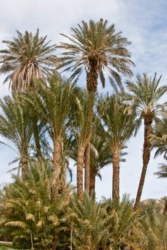 Date palms in the California desert