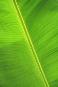 background texture of banana leaf for your design