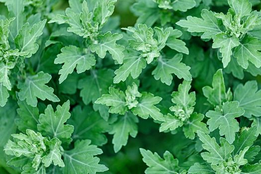 Young shoots with leaves without flowers - Chrysanthemum