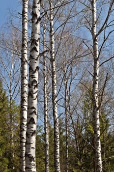 Trunks of birch trees against a blue sky in spring