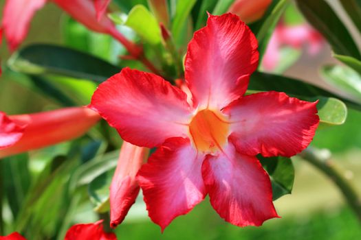Red tropical Adenium obesum in bloom