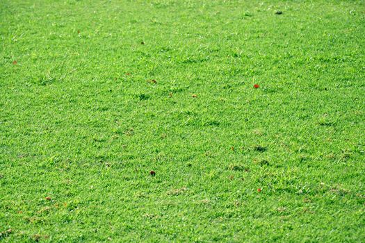 Green grass. Beautiful spring nature background