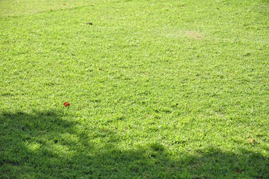 Green grass. Beautiful spring nature background