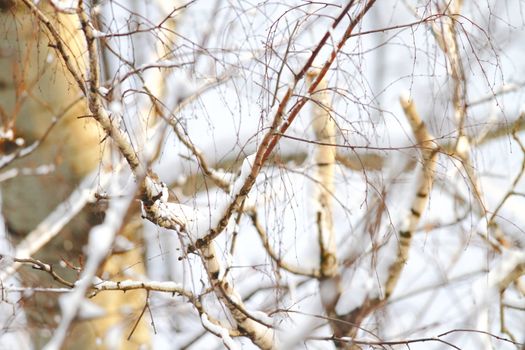 branches of trees with the snow, the beautiful winter landscape