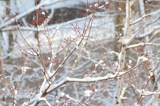 branches of trees with the snow, the beautiful winter landscape