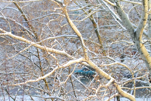 branches of trees with the snow, the beautiful winter landscape