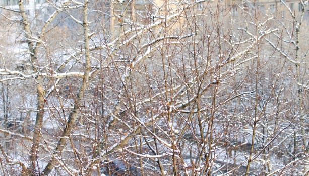 branches of trees with the snow, the beautiful winter landscape