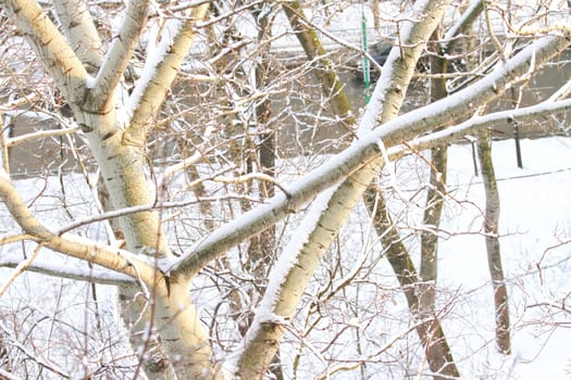 branches of trees with the snow, the beautiful winter landscape