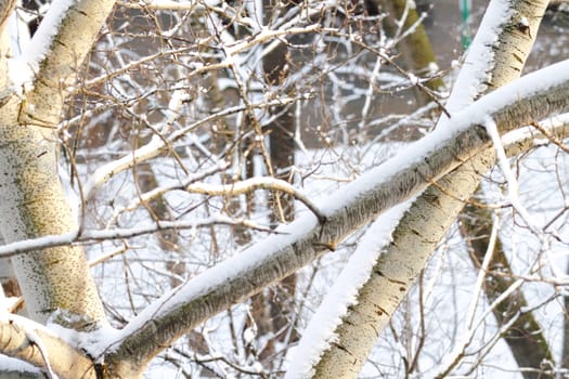 branches of trees with the snow, the beautiful winter landscape