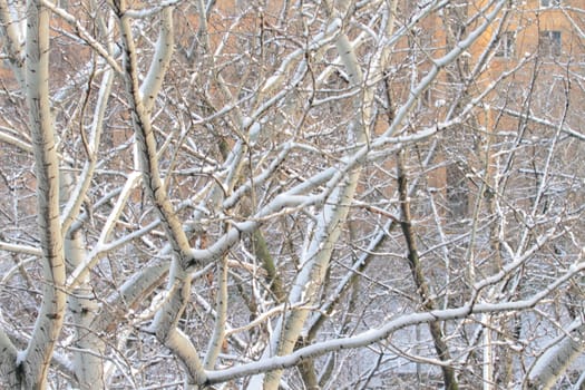 branches of trees with the snow, the beautiful winter landscape