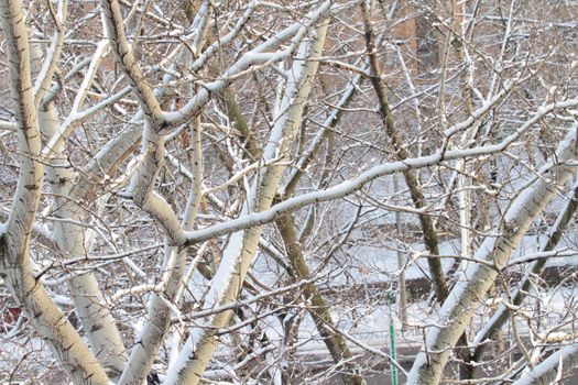 branches of trees with the snow, the beautiful winter landscape