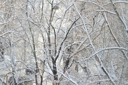 branches of trees with the snow, the beautiful winter landscape