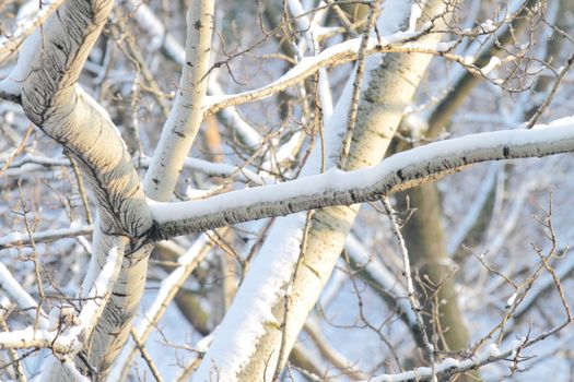 branches of trees with the snow, the beautiful winter landscape