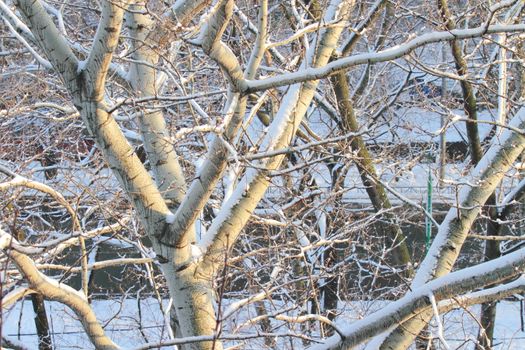 branches of trees with the snow, the beautiful winter landscape