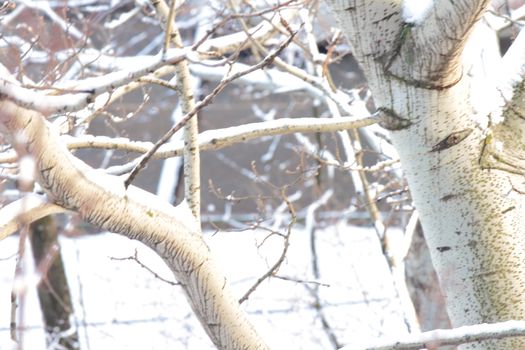 branches of trees with the snow, the beautiful winter landscape