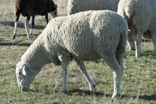 Sheep grazing in the field in a sunny day.