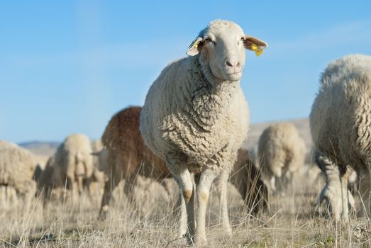 Sheep grazing in the field in a sunny day.