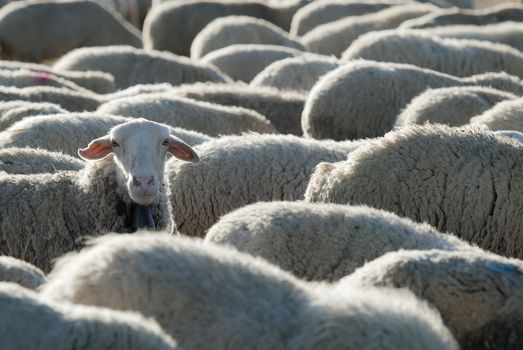 Sheep grazing in the field in a sunny day.