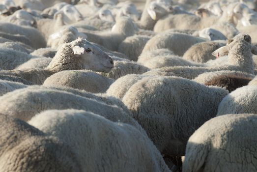 Sheep grazing in the field in a sunny day.