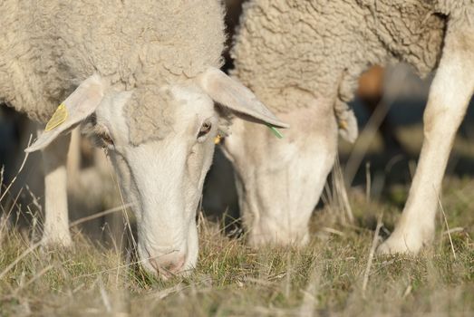 Sheep grazing in the field in a sunny day.