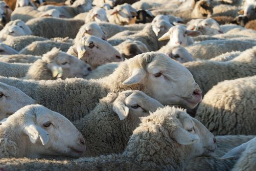 Sheep grazing in the field in a sunny day.