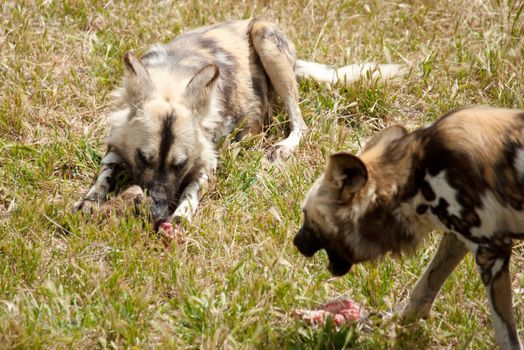 photo of two cape hunting dogs eating meat