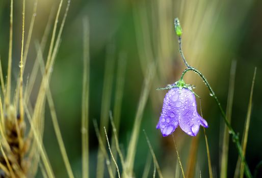 a purple flower covered with dew