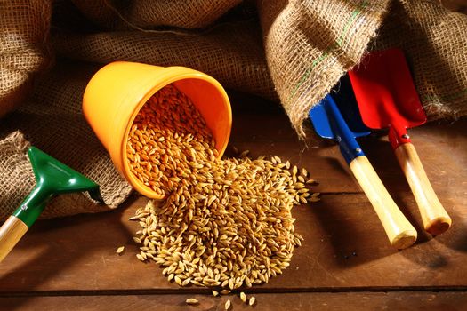 sowing wheat seed in ceramic pot