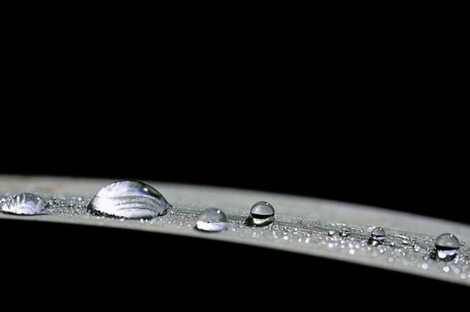 a leaf covered with dew