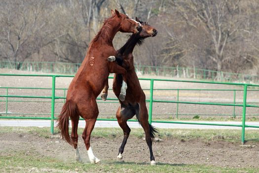 Two broun stallions battle in the farm yard