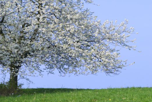 a flowering tree in a meadow