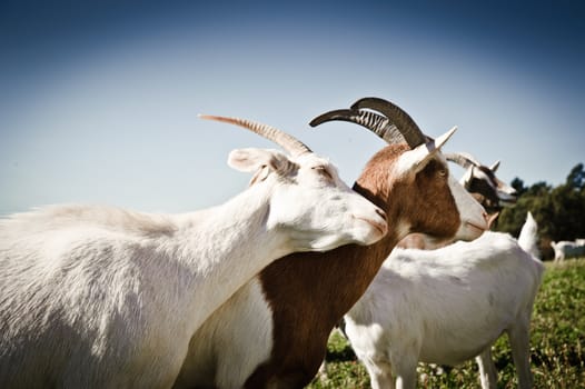 White and brown goats snuggling on the meadow