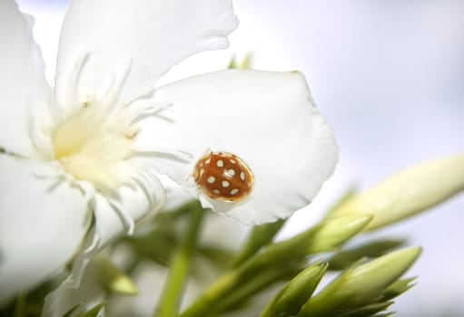 Orange ladybird sitting on a white flower