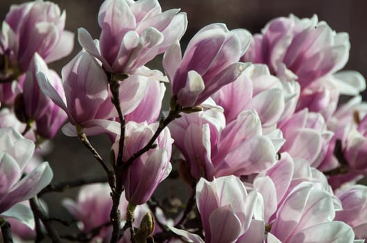 Close up of pink magnolia blossom in full bloom