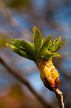 close up of a chestnut bud on the twig in early spring