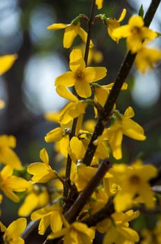 A forsythia shrub in full bloom in spring