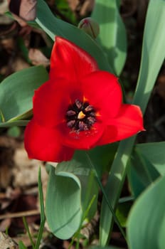Red tulip with small bud still closed in the garden