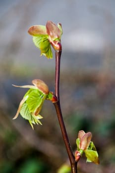 Bushbranch close up with the leaves just popping out of the buds. Extreme close up.