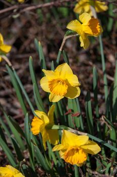 Bright daffodils at the arrival of spring season