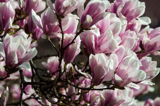 Close up of pink magnolia blossom in full bloom