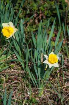 Bright daffodils at the arrival of spring season