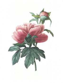 Antique illustration of a peonia engraved by Pierre-Joseph Redoute (1759 - 1840), nicknamed "The Raphael of flowers".