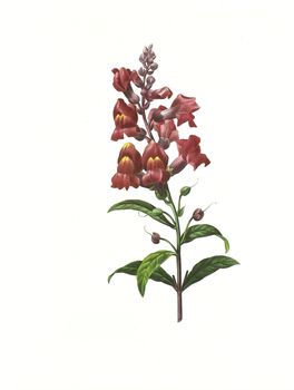 Antique illustration of a snapdragon engraved by Pierre-Joseph Redoute (1759 - 1840), nicknamed "The Raphael of flowers".