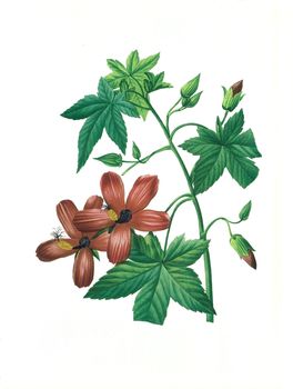 Antique illustration of a hibiscus engraved by Pierre-Joseph Redoute (1759 - 1840), nicknamed "The Raphael of flowers".