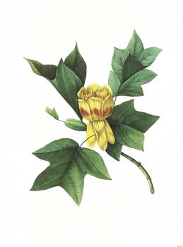 Antique illustration of a tulip engraved by Pierre-Joseph Redoute (1759 - 1840), nicknamed "The Raphael of flowers".